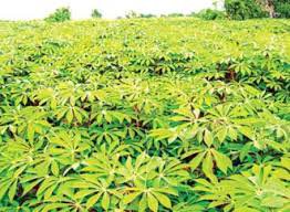 How cassava plant look like