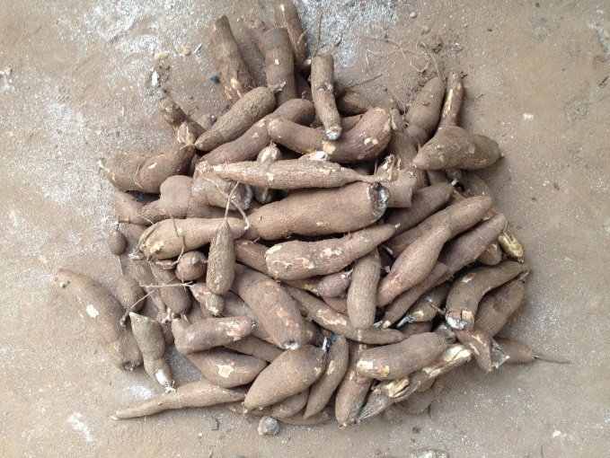 Just harvested cassava tubers